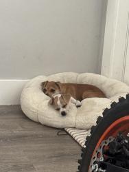 Lost Female Dog last seen Elizabeth St palm springs FL , Palm Springs, FL 33461