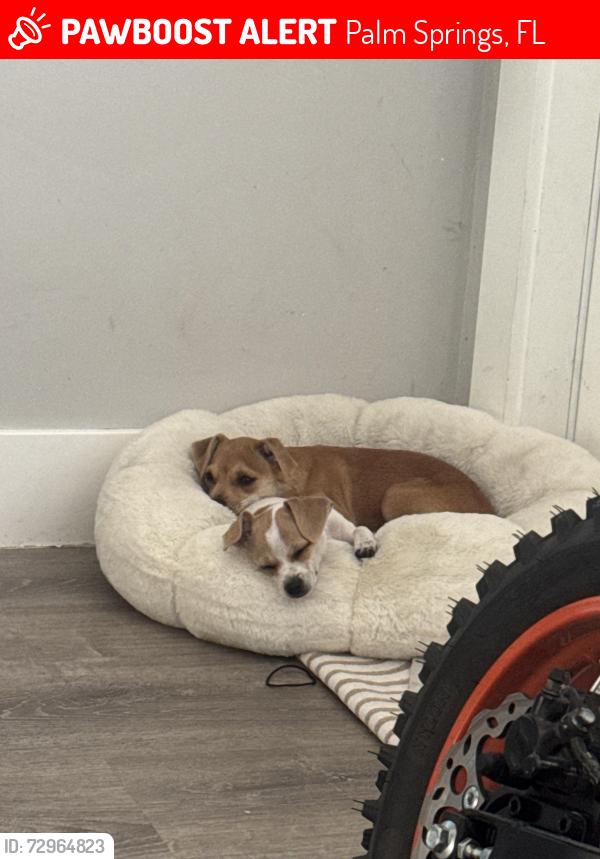 Lost Female Dog last seen Elizabeth St palm springs FL , Palm Springs, FL 33461