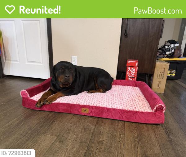 Reunited Female Dog last seen Near E Capps Rd, Livingston, TX 77351, USA, Livingston, TX 77351