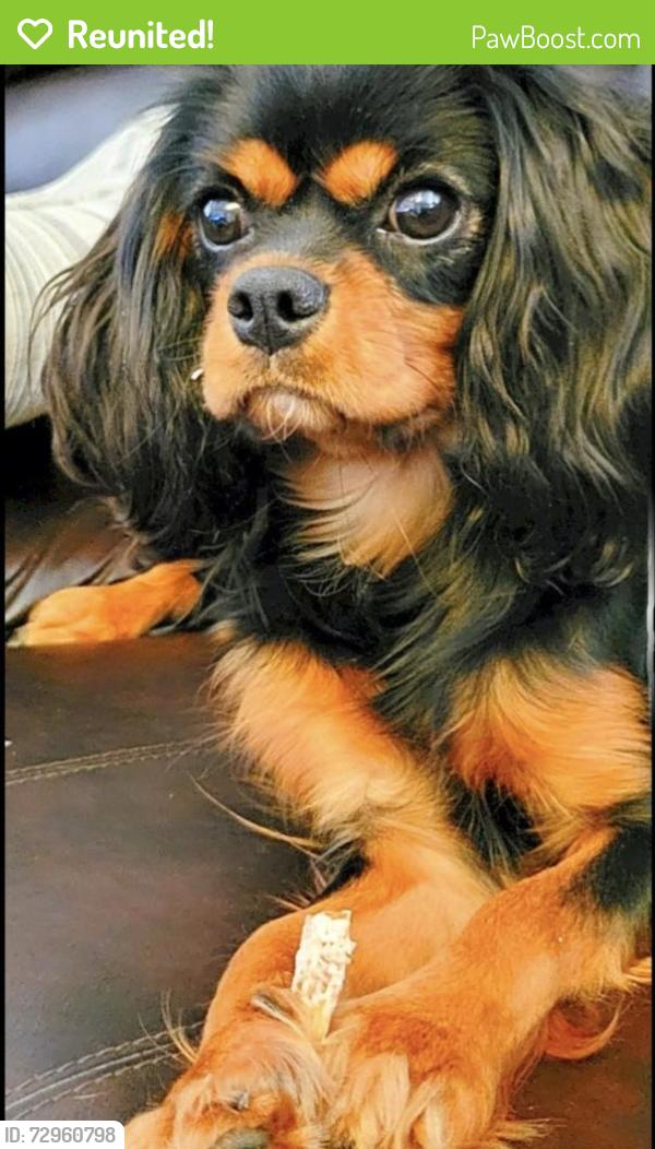 Reunited Female Dog last seen Near w 3rd St Rd , Greeley, CO 80634