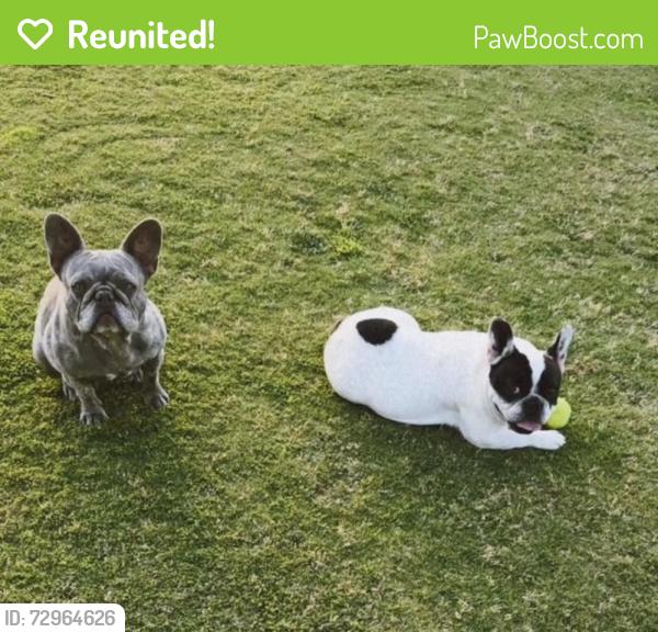 Reunited Female Dog last seen Stanford and Griffith , Clovis, CA 93611