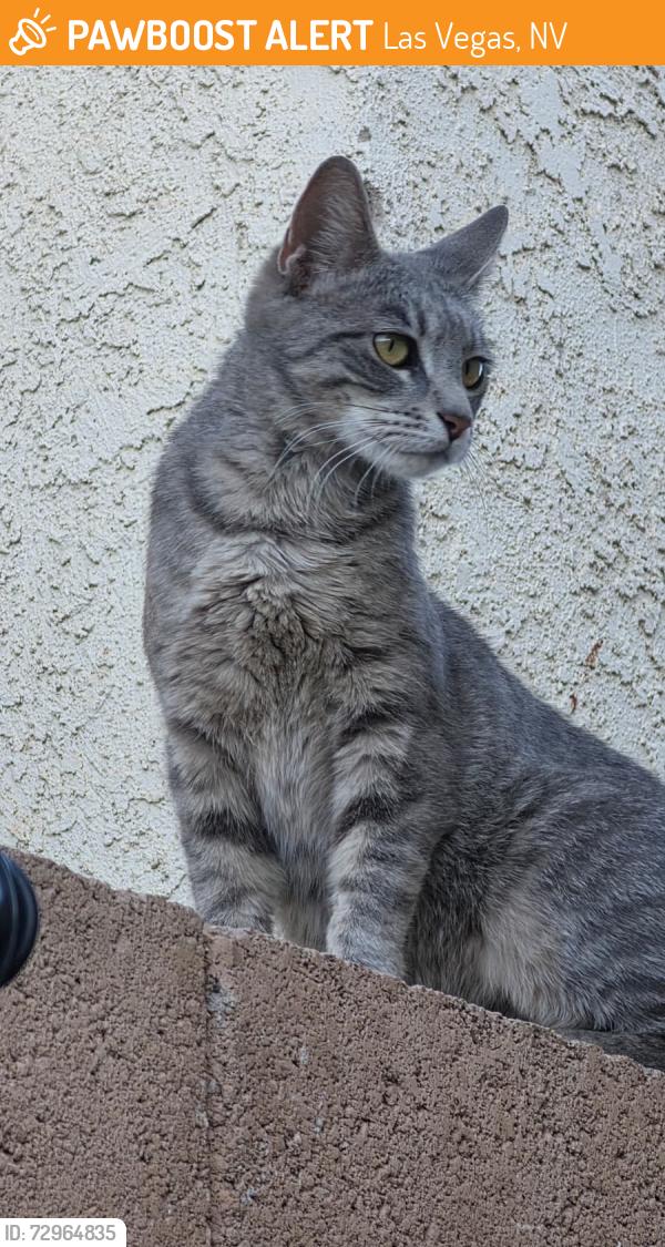 Found/Stray Unknown Cat last seen Mojave , Las Vegas, NV 89121