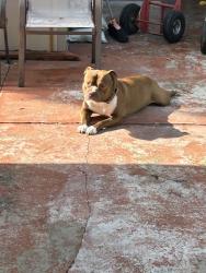 Lost Male Dog last seen mcdonalds, North Miami Beach, FL 33162