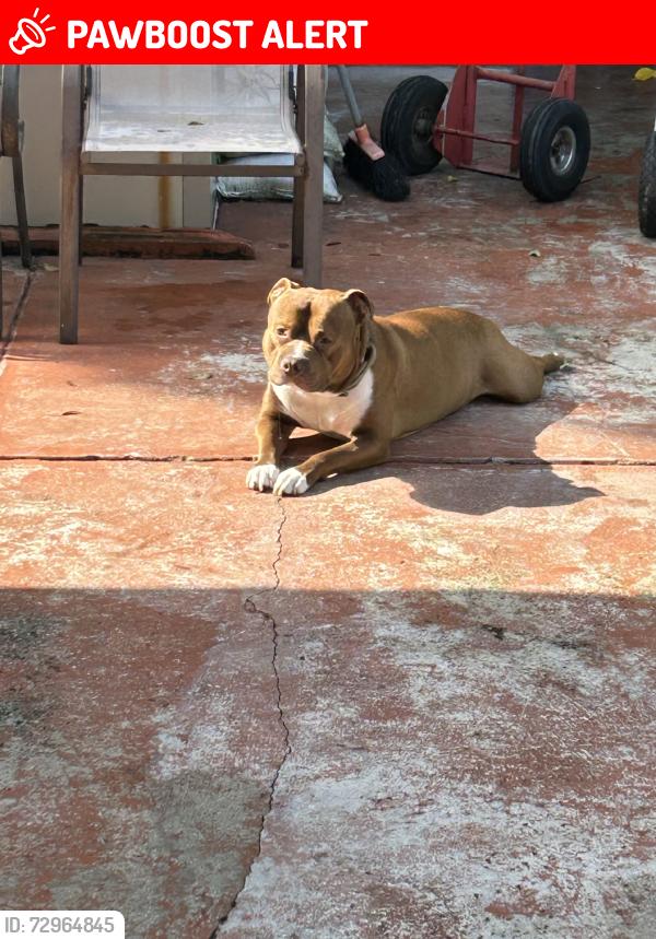 Lost Male Dog last seen mcdonalds, North Miami Beach, FL 33162