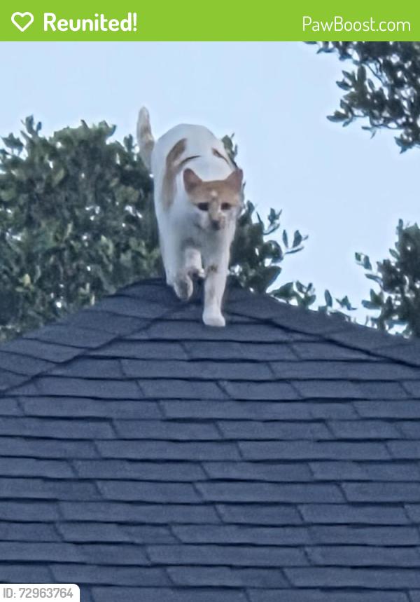 Reunited Male Cat last seen Atasca Woods, Humble, TX 77346