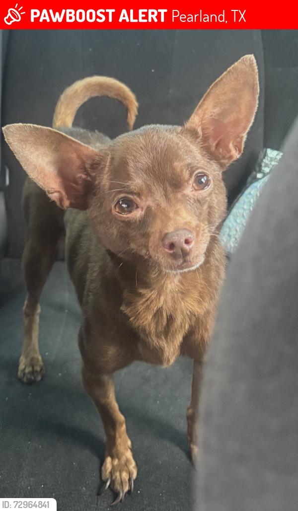Lost Male Dog last seen Pearland acres , Pearland, TX 77584