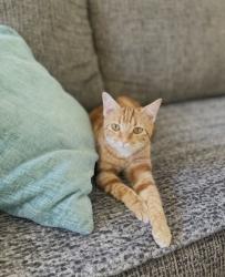 Lost Female Cat last seen Forrest Ave, Chico, CA 95928