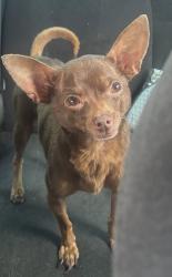 Lost Male Dog last seen Pearland acres , Pearland, TX 77584