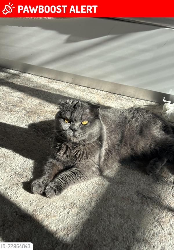 Lost Female Cat last seen Langley rd, Gwinnett County, GA 30052