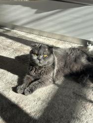Lost Female Cat last seen Langley rd, Gwinnett County, GA 30052