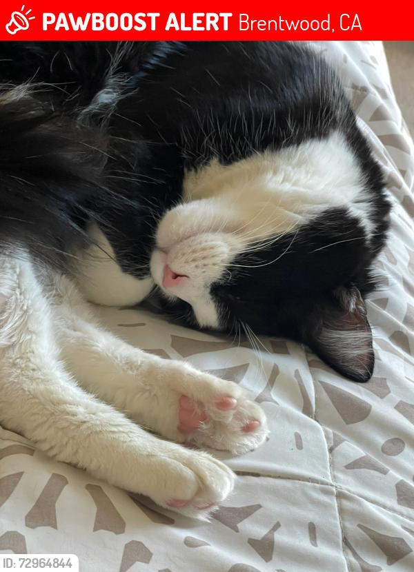 Lost Female Cat last seen Shadow lakes, freeway, hills, Brentwood, CA 94513