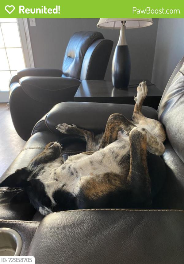 Reunited Female Dog last seen Unser and arenal, Albuquerque, NM 87121