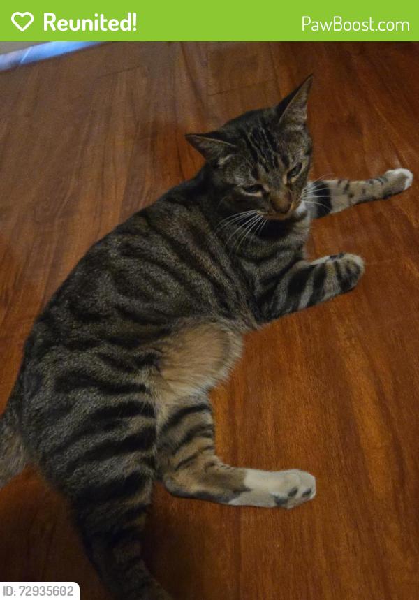Reunited Male Cat last seen Valley bulvard and Granada Ave, Alhambra, CA 91801