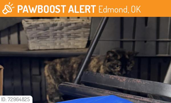 Found/Stray Female Cat last seen Coffee Creek and Coltrane, Edmond, OK 73034