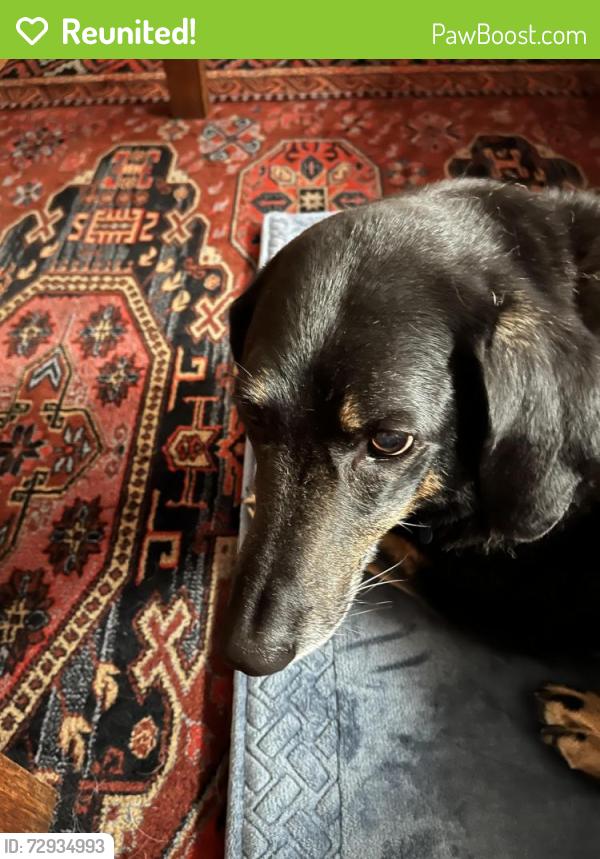 Reunited Female Dog last seen Arlington st. Windsor Ridge, Iowa City, IA 52245