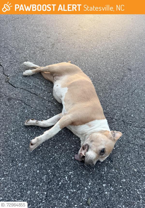 Found/Stray Female Dog last seen Friendship rd, Statesville, NC 28625