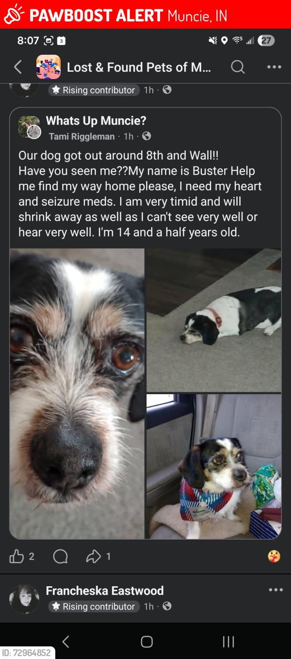 Lost Male Dog last seen East 8th & south Wall, Muncie, IN 47302