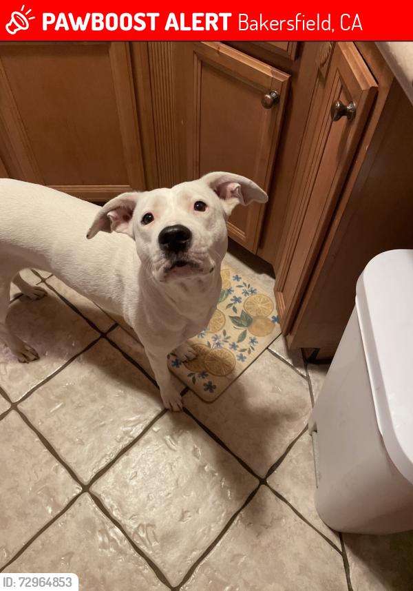 Lost Female Dog last seen Panama Lane and Hughes , Bakersfield, CA 93304