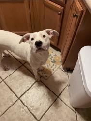 Lost Female Dog last seen Panama Lane and Hughes , Bakersfield, CA 93304