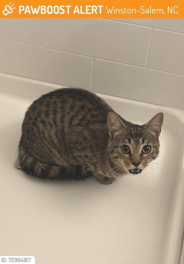 Found/Stray Unknown Cat last seen Zaxbys on peters creek, Winston-Salem, NC 27127