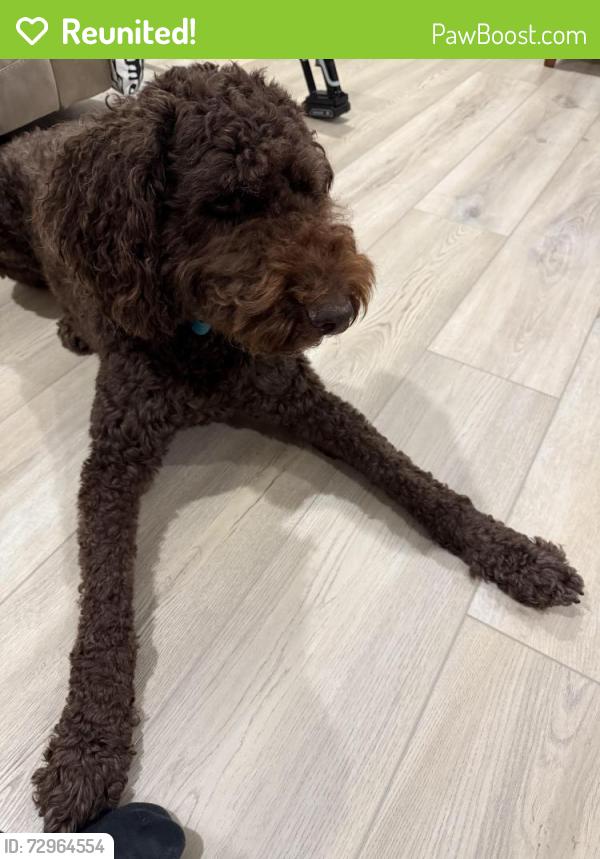 Reunited Male Dog last seen Ruston , Tacoma, WA 98407