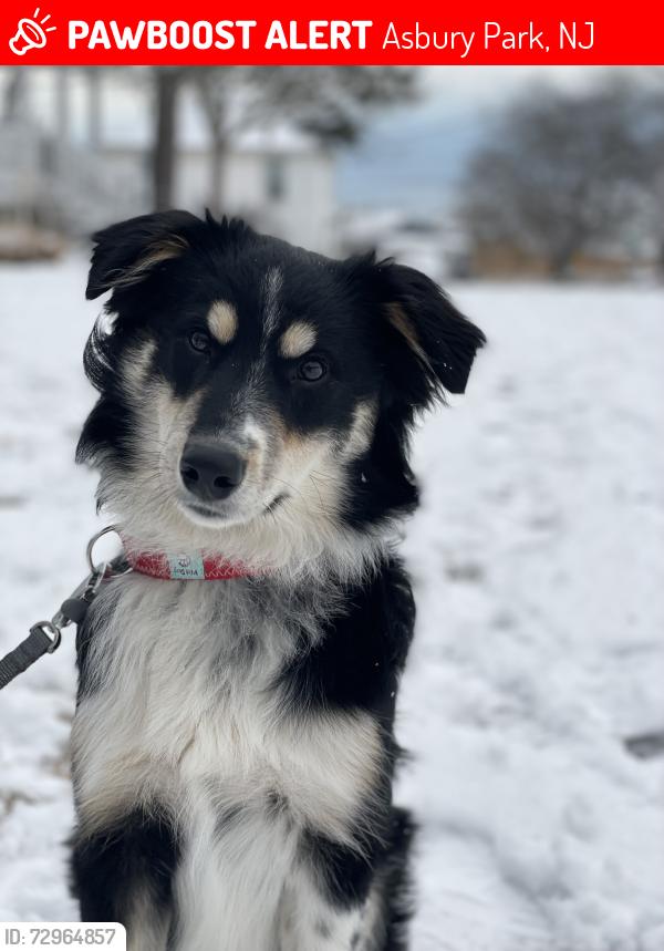 Lost Male Dog last seen Lake Ave and Main St. , Asbury Park, NJ 07712
