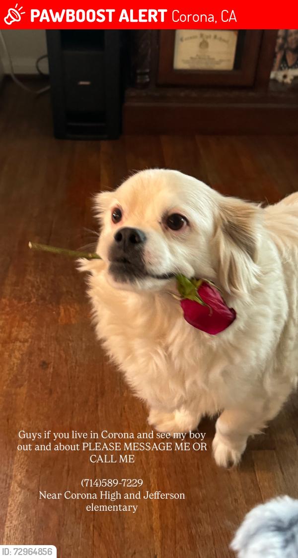 Lost Male Dog last seen Lincoln St , Buena vista , Corona, CA 92882