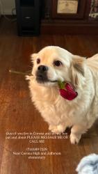 Lost Male Dog last seen Lincoln St , Buena vista , Corona, CA 92882