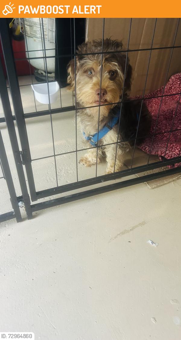 Found/Stray Male Dog last seen Marshall creek road, Middle Smithfield Township, PA 18302