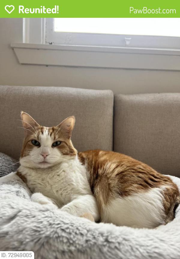 Reunited Male Cat last seen Summer hill church , Summer Hill, NSW 2130