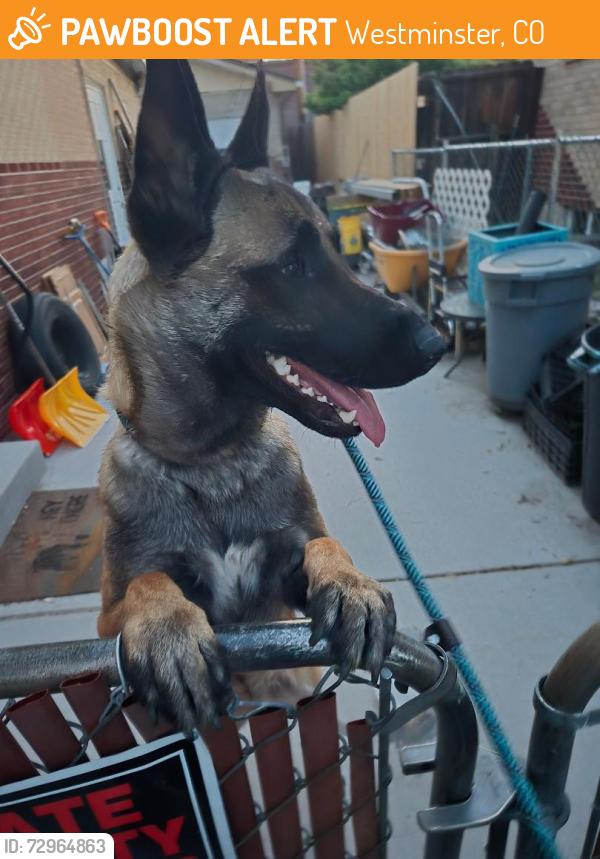 Found/Stray Male Dog last seen 74th and Federal, Westminster, CO 80030