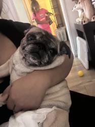Lost Female Dog last seen Hoover & Figueroa, Los Angeles, CA 90043