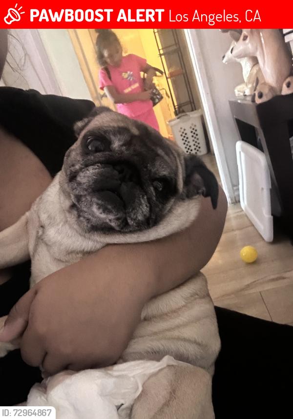 Lost Female Dog last seen W 81st St & S Figueroa St, Los Angeles, CA 90044