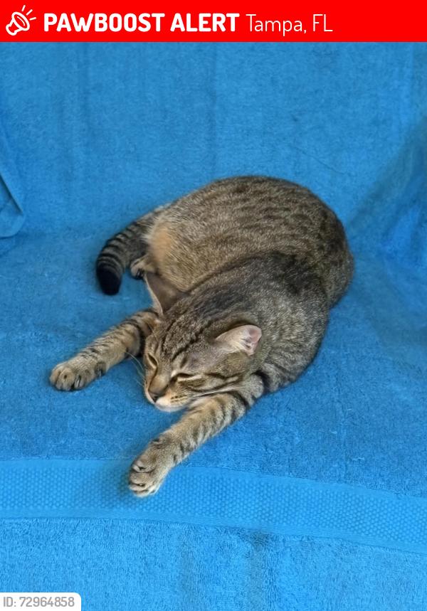 Lost Male Cat last seen Platt St and Church Ave, Tampa, Tampa, FL 33609