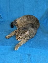 Lost Male Cat last seen Platt St and Church Ave, Tampa, Tampa, FL 33609