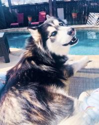 Lost Male Dog last seen Haltom city , Haltom City, TX 76117