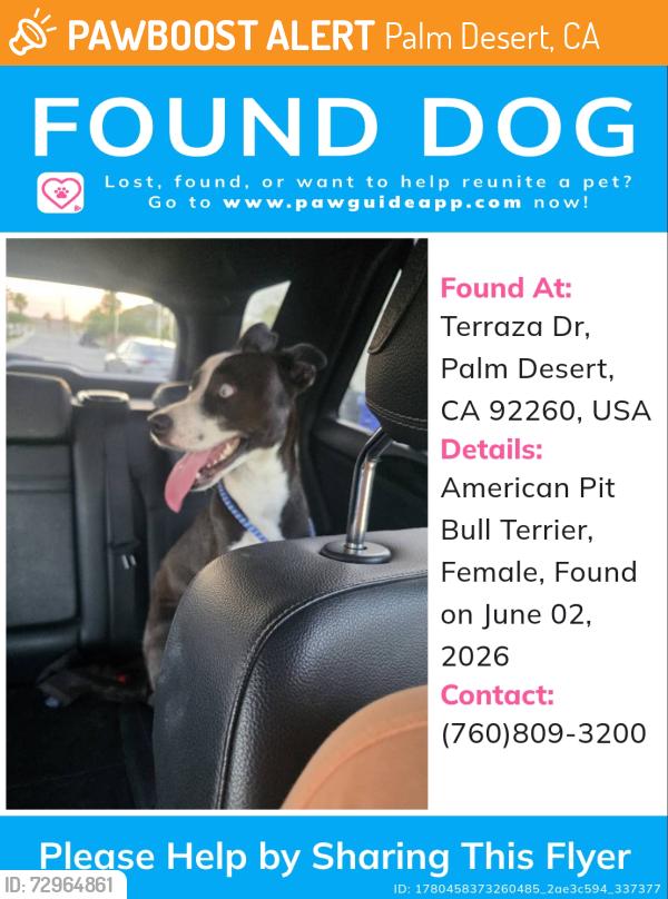 Found/Stray Female Dog last seen Hovley west, Palm Desert, CA 92260