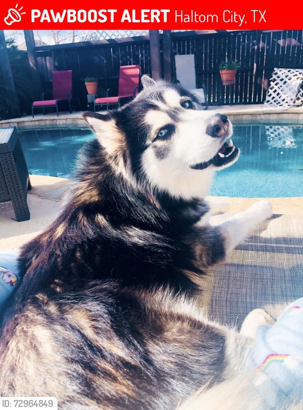 Lost Male Dog last seen Haltom city , Haltom City, TX 76117