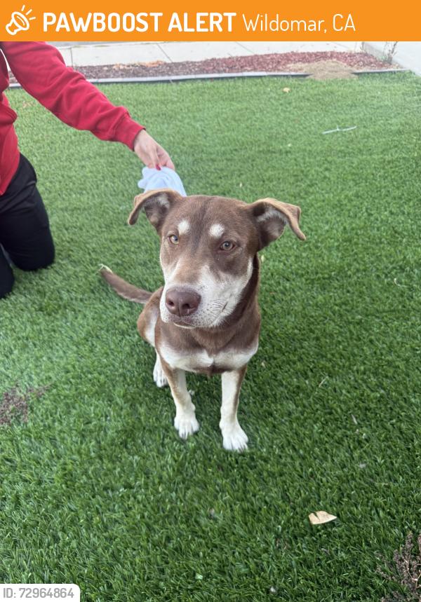 Found/Stray Female Dog last seen Storage , Wildomar, CA 92595