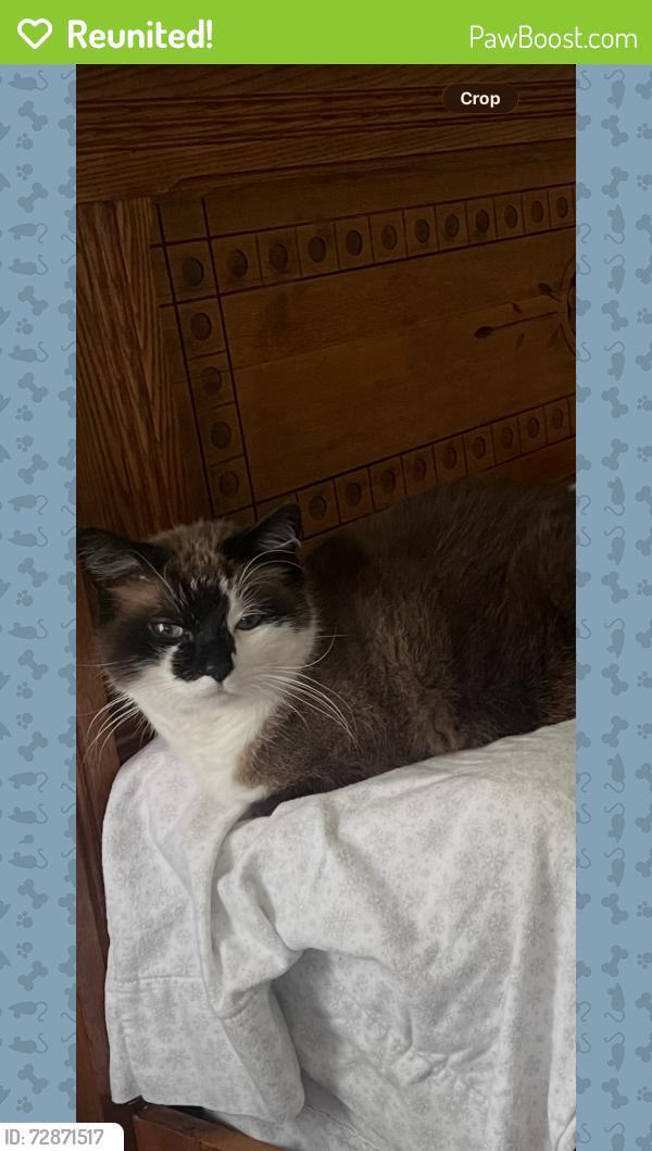 Reunited Male Cat last seen Near Camberwood and Crickwood Dr, Indianapolis, IN 46268
