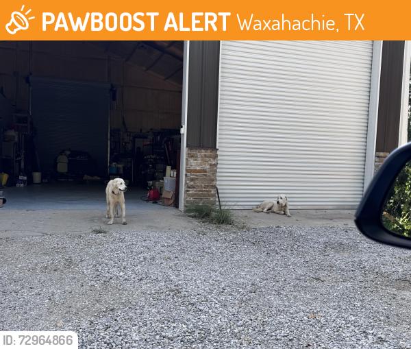 Found/Stray Male Dog last seen Greathouse Cemetery , Waxahachie, TX 75167