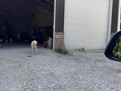Found/Stray Male Dog last seen Greathouse Cemetery , Waxahachie, TX 75167