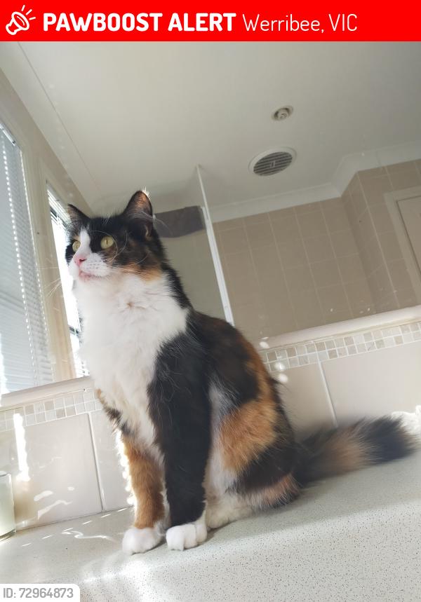 Lost Female Cat last seen Wyndham park, Werribee, VIC 3030