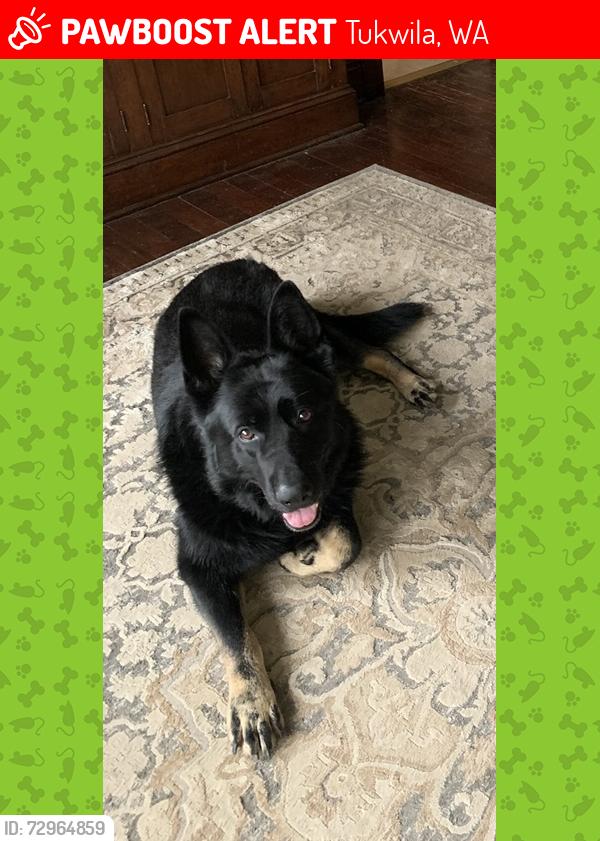 Lost Female Dog last seen 133rd , Tukwila, WA 98168
