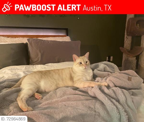 Lost Male Cat last seen Highway 71, Austin, TX 78736