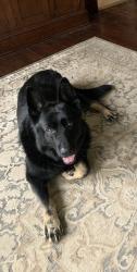 Lost Female Dog last seen 133rd , Tukwila, WA 98168