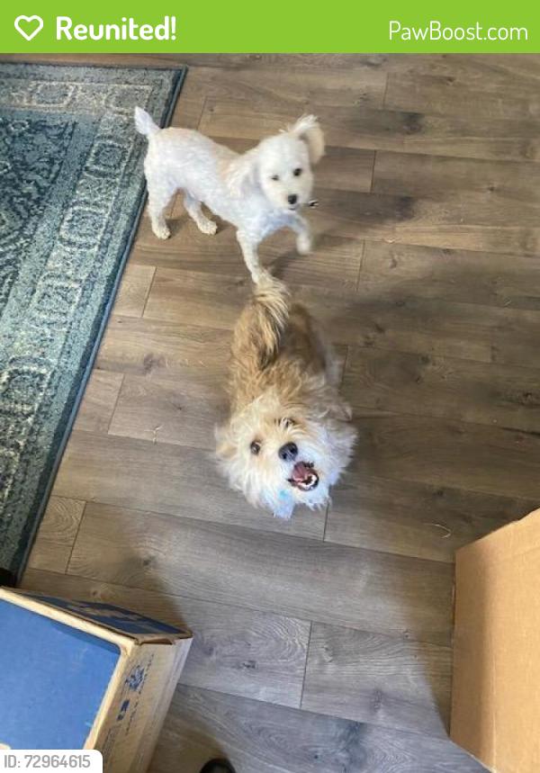 Reunited Male Dog last seen Kessler and Glenwick, River Oaks, TX 76114