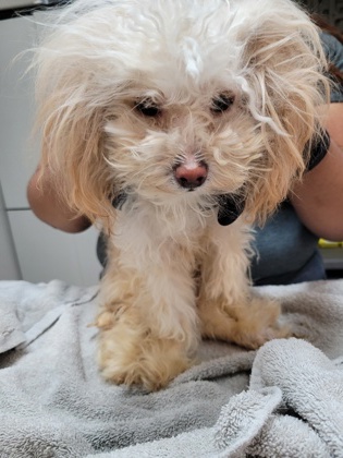 Shelter Stray Female Dog last seen Folsom, CA 95630, Sacramento, CA 95828