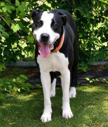 Shelter Stray Female Dog last seen Inverness, FL 34450, Inverness, FL 34450