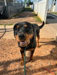 Shelter Stray Male Dog last seen Near W Pratt St, 21223, MD, Baltimore, MD 21230